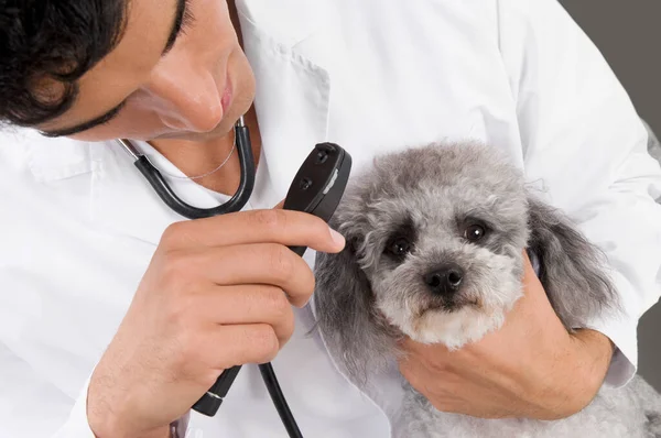 Cão Veterinário Examinando Gato Com Estetoscópio Seu Pescoço — Fotografia de Stock