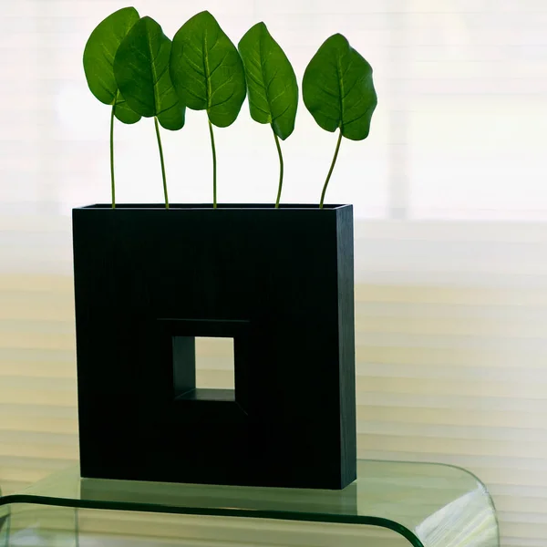 Groene Plant Een Pot Een Witte Achtergrond — Stockfoto