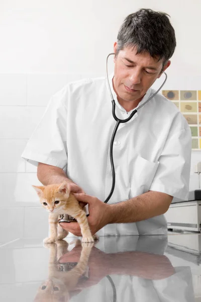 Médico Veterinario Examinando Perro Clínica — Foto de Stock