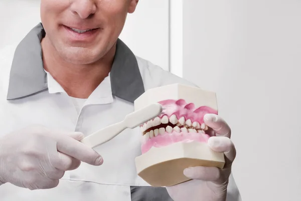 Dentist Dental Model — Stock Photo, Image