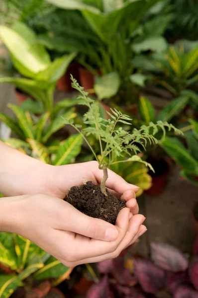 Jeune Femme Tenant Une Plante Dans Ses Mains — Photo