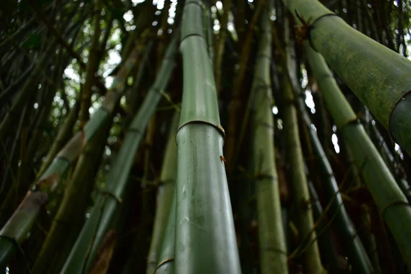 Бамбуковая Роща Лесу — стоковое фото
