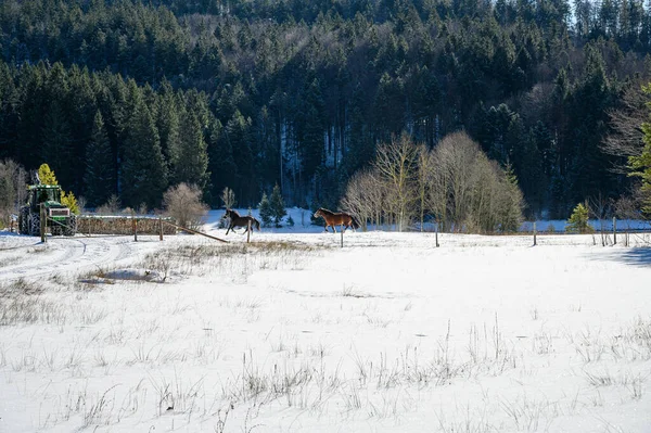 Caballos Jugueteando Invierno — Foto de Stock