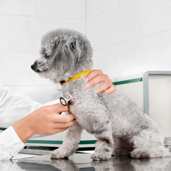 Περιποίηση Σκύλου Στην Κτηνιατρική Κλινική — Φωτογραφία Αρχείου