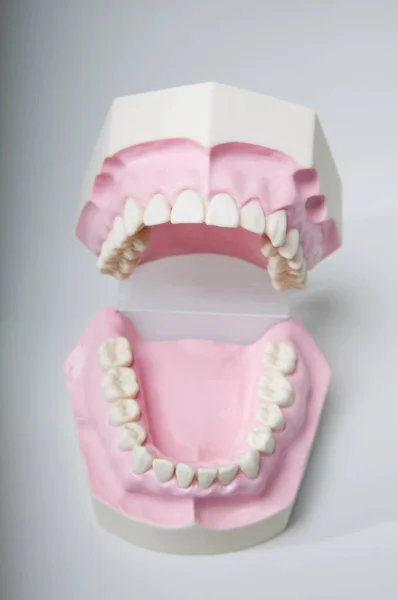 Primo Piano Modello Dentale — Foto Stock