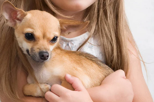 Słodkie Mała Dziewczynka Chihuahua Pies — Zdjęcie stockowe