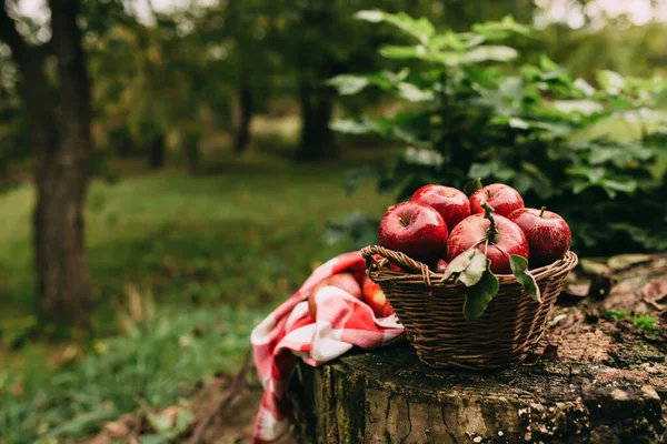 Red Apples Basket Autumn Garden Harvest Time High Quality Photo — Stock Photo, Image