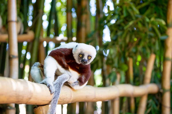 Coquerel Sifaka Swoim Naturalnym Środowisku Parku Narodowym Wyspie Madagaskar — Zdjęcie stockowe