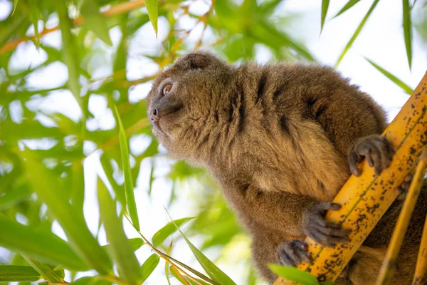 Lémur Bambú Sienta Una Rama Observa Los Visitantes Del Parque — Foto de Stock