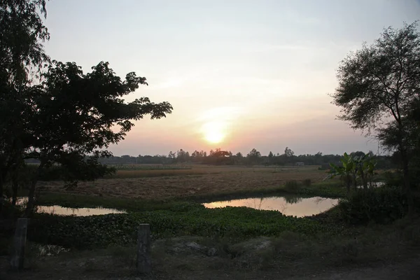 Amurgul Câmpurilor Orez Sundarbans Bengalul Vest India — Fotografie, imagine de stoc