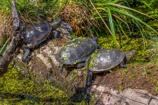 Schildpad Het Water — Stockfoto