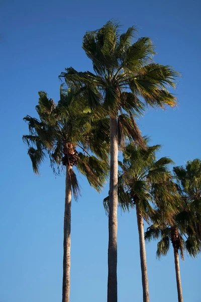 Palmy Błękitnym Niebie — Zdjęcie stockowe