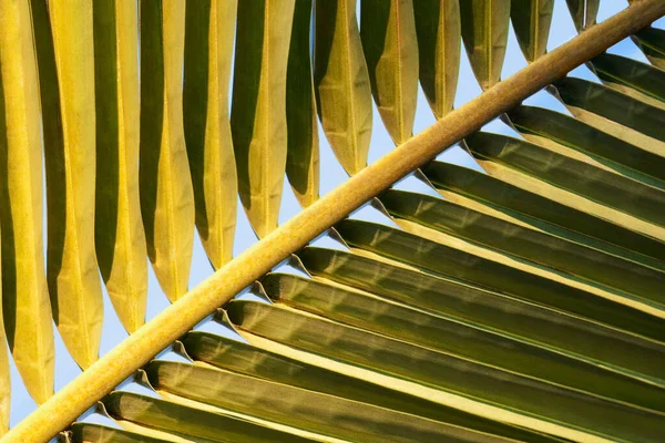 Palm Leaves Beach — Stock Photo, Image