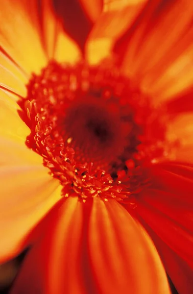 Zbliżenie Czerwony Gerbera Kwiat — Zdjęcie stockowe