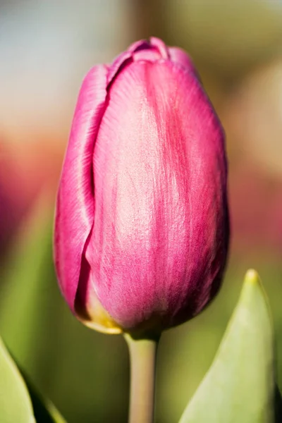 Цветок Тюльпана Саду — стоковое фото