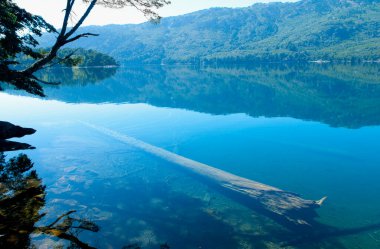 Dead tree in a lake, Moquehue Lake, Neuquen Province, Argentina clipart