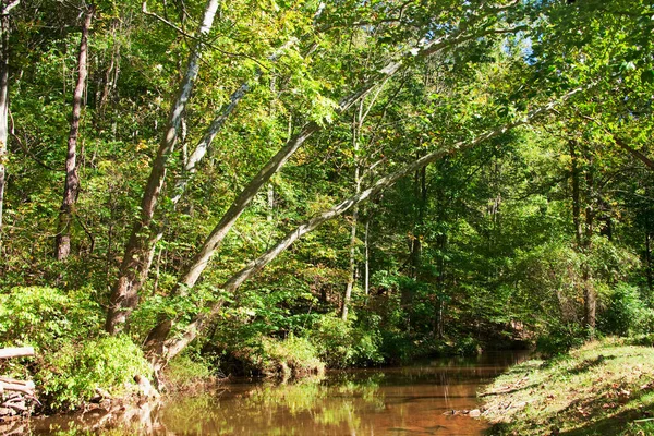 Hermosa Vista Del Bosque —  Fotos de Stock