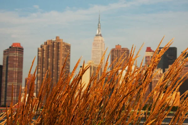 Weizenernte Auf Einem Feld Mit Manhattan Skyline Hintergrund New York — Stockfoto