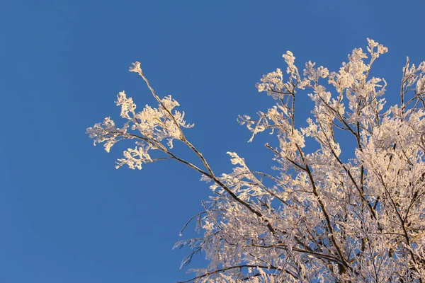 Schöne Botanische Aufnahme Natürliche Tapete — Stockfoto