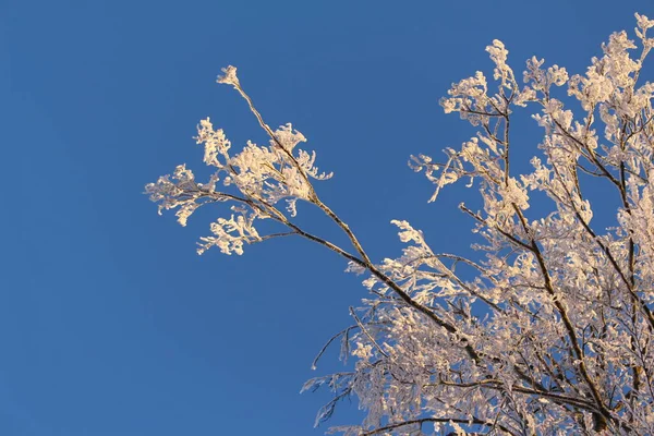 Hermosas Flores Primavera Sobre Fondo Cielo Azul —  Fotos de Stock