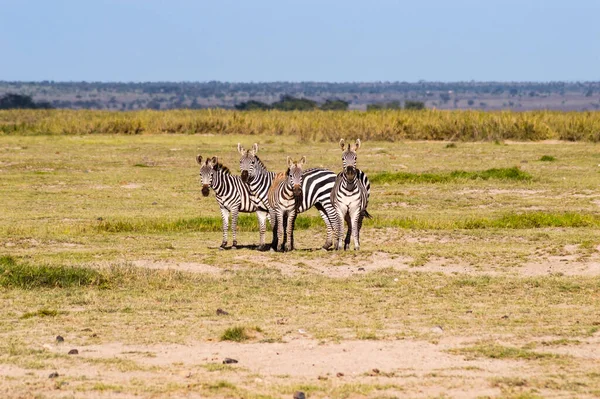 Zebror Savannen Kenya — Stockfoto