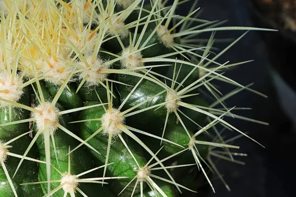 Makro Kręgosłupa Kaktusie Złotej Beczki — Zdjęcie stockowe