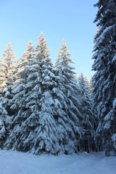 Floresta Turíngia Inverno — Fotografia de Stock