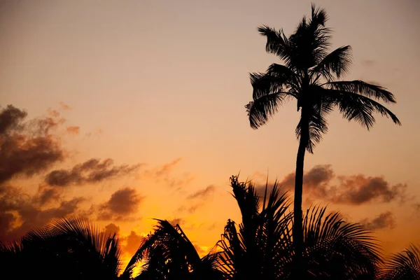 Schöner Sonnenuntergang Mit Palmen Und Sonne — Stockfoto