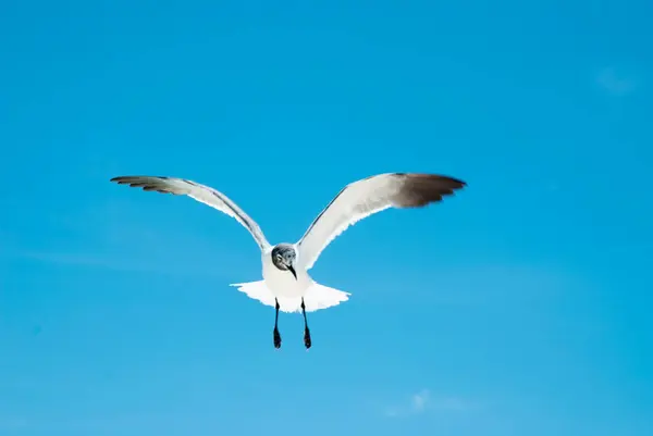 Gaivota Voando Céu — Fotografia de Stock