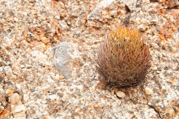 Primer Plano Cactus Sobre Una Piedra — Foto de Stock