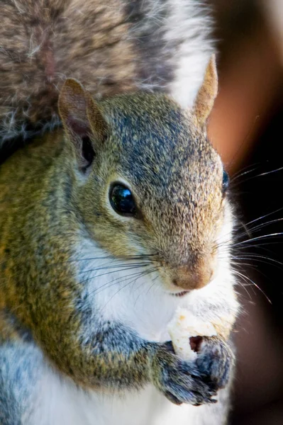 Nahaufnahme Eines Jungen Eichhörnchens — Stockfoto