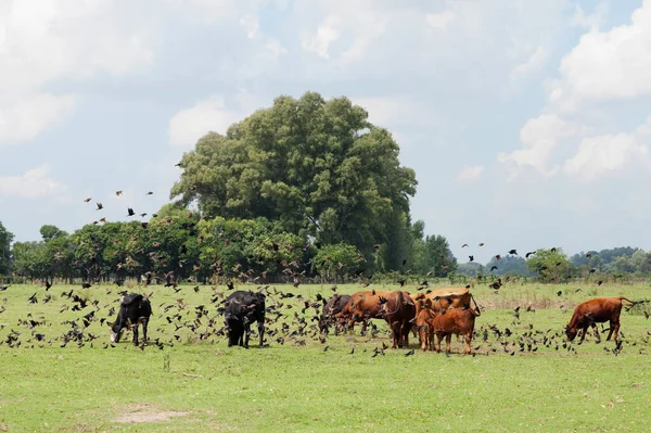 Vacas Pastando Campo — Fotografia de Stock