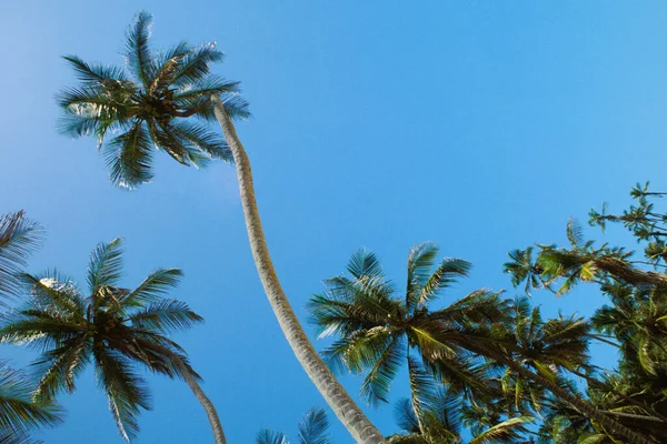 Palmeras Sobre Fondo Azul Del Cielo —  Fotos de Stock