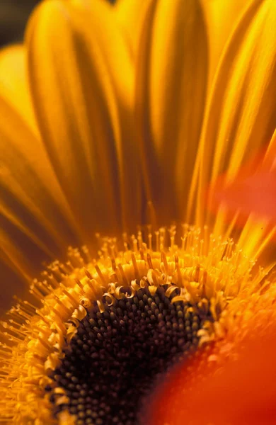 Nahaufnahme Einer Gelben Gerbera Blume — Stockfoto