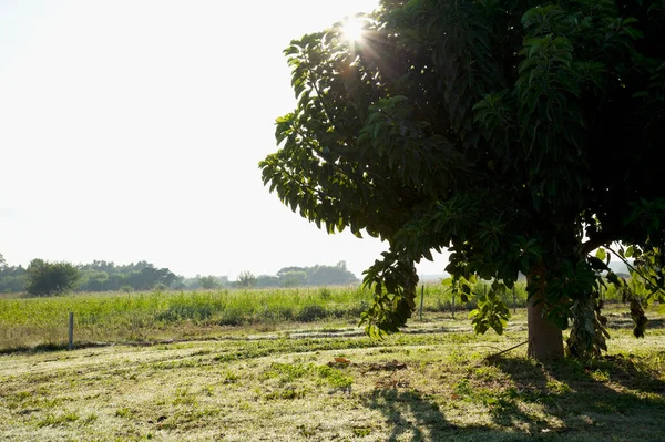 Pohon Hijau Hutan — Stok Foto