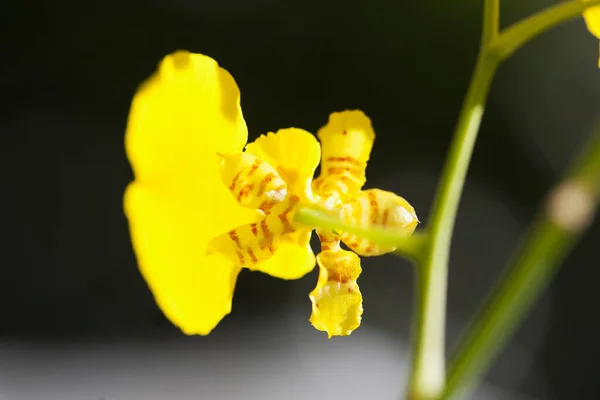 Flor Orquídea Amarilla Jardín — Foto de Stock