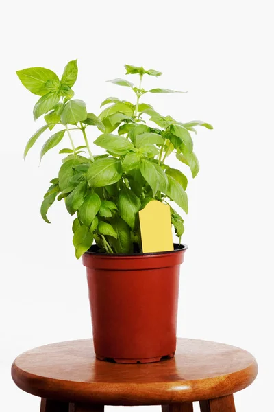 Green Plant Pot White Background — Stock Photo, Image