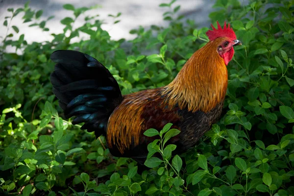 Gallo Sull Erba — Foto Stock