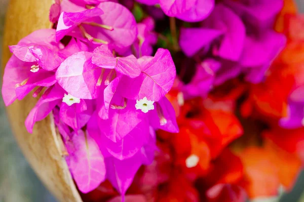 Schöne Blumen Garten — Stockfoto