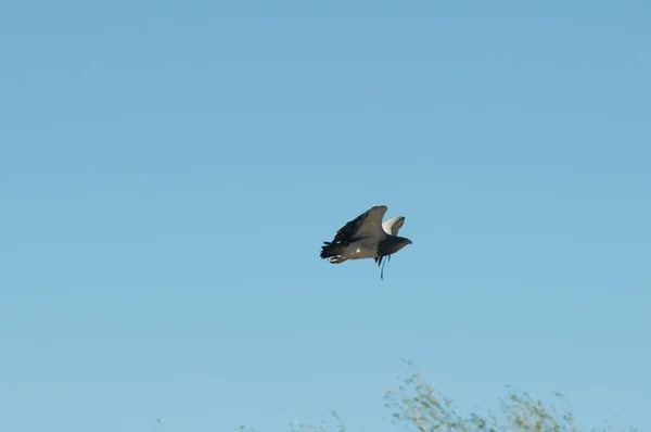 Vogel Vliegen Lucht — Stockfoto