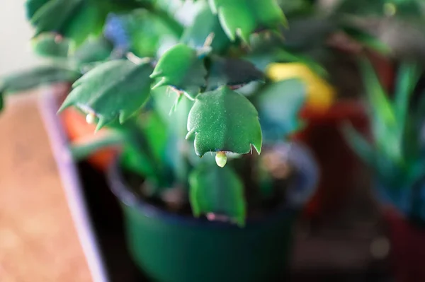 Een Enkele Bloemknop Begint Groeien Een Cactus — Stockfoto