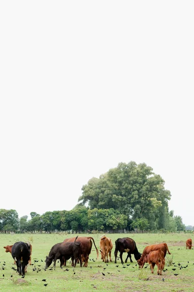 Cows Grazing Meadow — Stock Photo, Image