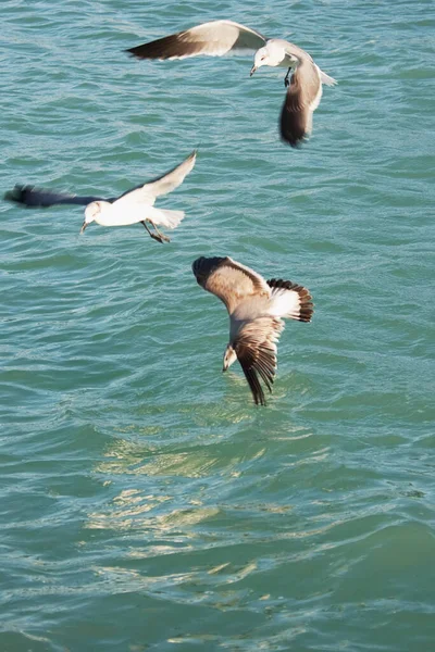 Gaivota Voando Água — Fotografia de Stock