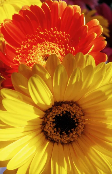 Красива Квітка Гербери Саду — стокове фото