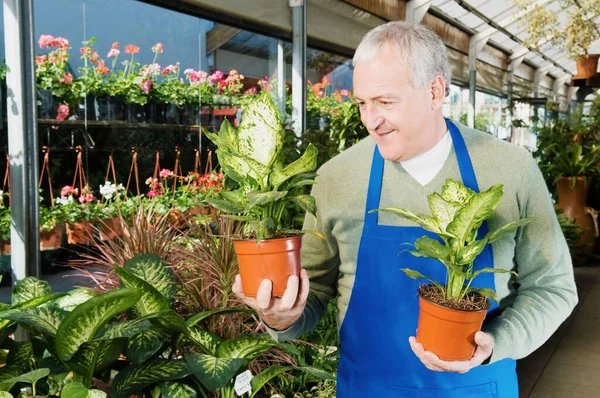 Hombre Mayor Con Flores Invernadero —  Fotos de Stock