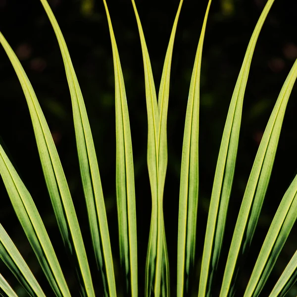 Beautiful Botanical Shot Natural Wallpaper — Stock Photo, Image