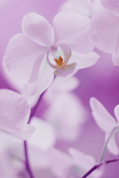 Розовый Цветок Орхидеи Саду — стоковое фото