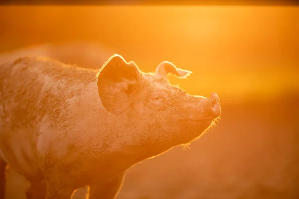 Cerdos Comiendo Prado Una Granja Carne Orgánica Teleobjetivo Disparado Con — Foto de Stock