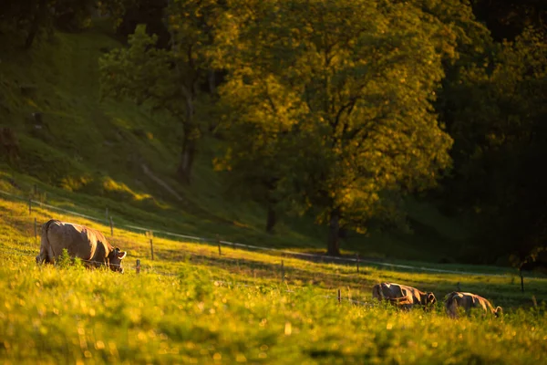 Vacas Que Regressam Casa Partir Pastagens Final Dia Conceito Agricultura — Fotografia de Stock