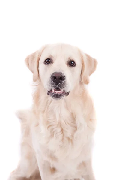 Portret Van Een Schattige Hond Geïsoleerd Witte Achtergrond — Stockfoto